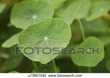 Close-up of green lotus leaves View Large Photo Image Stock Photography - Close-up of green lotus leaves. Fotosearch