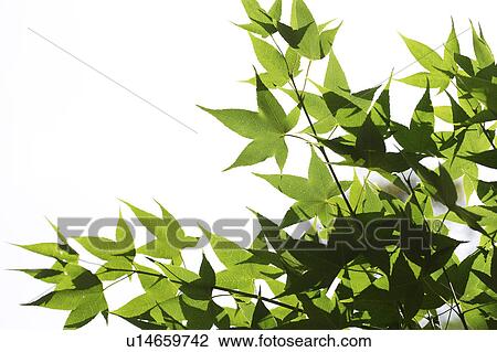 Close-up of green maple leaves View Large Photo Image Stock Image - Close-up of green maple leaves. Fotosearch
