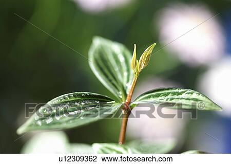 Close-up of sprouting green leaves View Large Photo Image Stock Image - Close-up of sprouting green leaves. Fotosearch