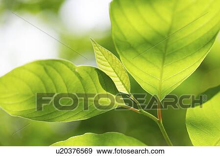 Close-up of tee tree leaves View Large Photo Image Stock Photo - Close-up of tee tree leaves. Fotosearch