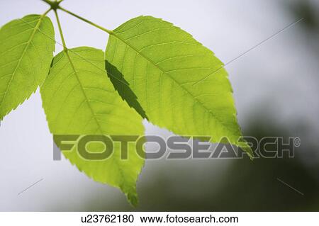 Stock Image - Close-up of three green leaves in backlight. Fotosearch