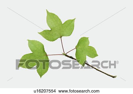 Close-up of three green leaves View Large Photo Image Picture - Close-up of three green leaves. Fotosearch