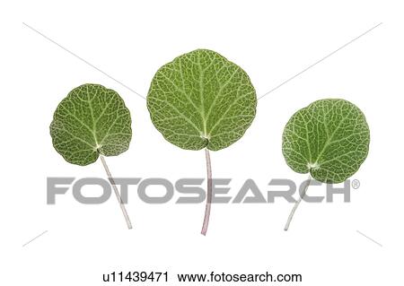 Stock Image - Close-up of three green leaves. Fotosearch