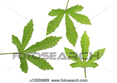 Stock Photo - Close-up of three green leaves. Fotosearch