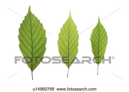 Stock Photo - Close-up of three green leaves. Fotosearch