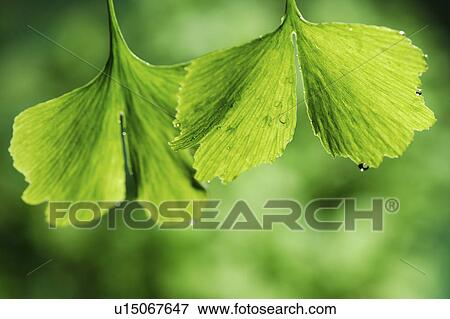 Stock Photo - Close-up of two gingko green leaves with drips on it. Fotosearch