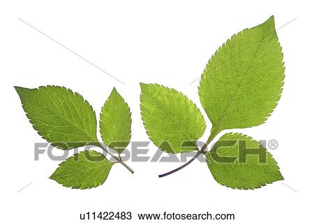 Close-up of two green leaves View Large Photo Image Stock Image - Close-up of two green leaves. Fotosearch