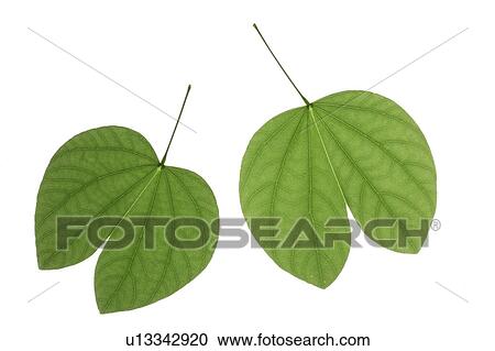 Close-up of two green leaves View Large Photo Image Stock Image - Close-up of two green leaves. Fotosearch