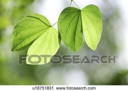 Close-up of two green leaves View Large Photo Image Stock Image - Close-up of two green leaves. Fotosearch