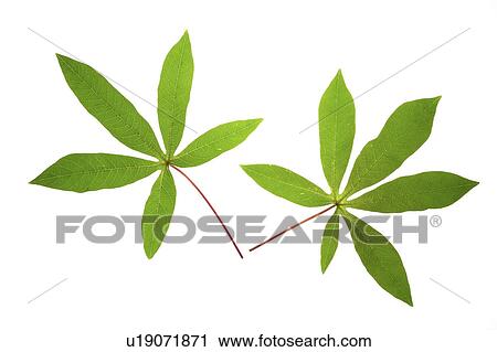 Close-up of two green leaves View Large Photo Image Stock Image - Close-up of two green leaves. Fotosearch