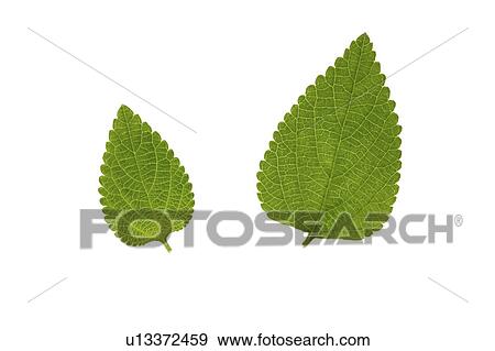 Close-up of two green leaves View Large Photo Image Stock Photo - Close-up of two green leaves. Fotosearch