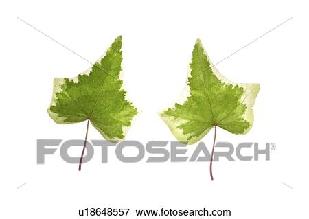 Stock Photo - Close-up of two green leaves. Fotosearch