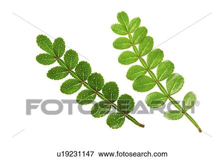 Close-up of two green leaves View Large Photo Image Stock Photo - Close-up of two green leaves. Fotosearch