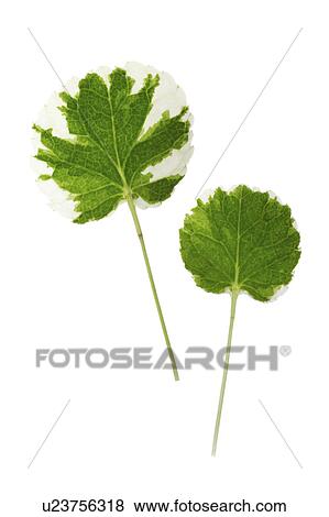 Close-up of two green leaves View Large Photo Image Stock Photo - Close-up of two green leaves. Fotosearch