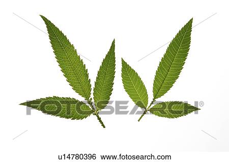 Close-up of two green leaves View Large Photo Image Stock Photograph - Close-up of two green leaves. Fotosearch