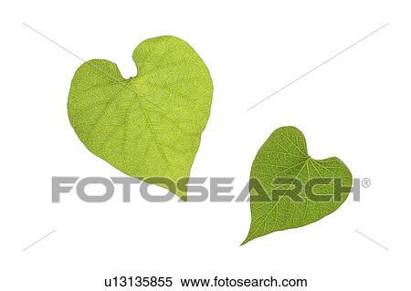 Close-up of two green leaves with heart shape View Large Photo Image Stock Photography - Close-up of two green leaves with heart shape. Fotosearch