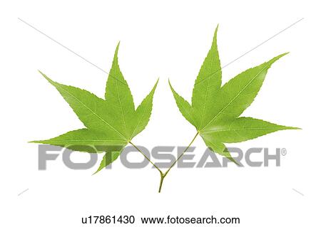 Close-up of two green maple leaves View Large Photo Image Stock Image - Close-up of two green maple leaves. Fotosearch