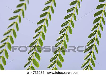 Stock Photograph - Close-up of weeping willow in a row. Fotosearch