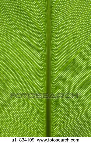 Stock Photo - Extreme close-up of a green banana leaf. Fotosearch