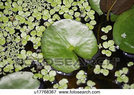 Stock Photo - Green leaves and duckweeds floating on water - Close-up. Fotosearch