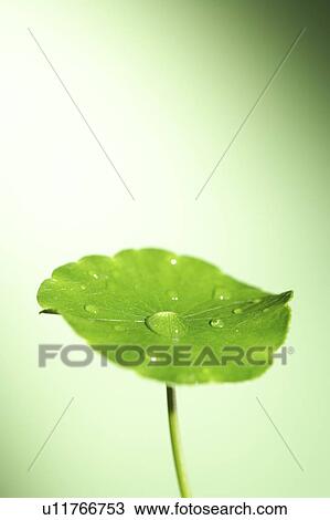 Stock Image - Waterdrops of a lotus leaf, Close-up. Fotosearch