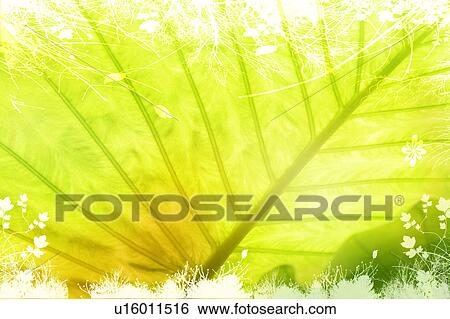 A clear leaf vein (composite) View Large Illustration Stock Illustration - A clear leaf vein (composite). Fotosearch