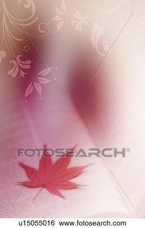 Stock Illustration - A red maple leaf on a book (composite). Fotosearch