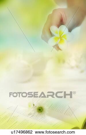 A women's hand holding a frangipani and an opened book (composite) View Large Illustration Drawing - A women's hand holding a frangipani and an opened book (composite). Fotosearch