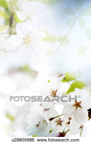 Beautiful peach blossoms in sunlight(composite) View Large Illustration Stock Illustration - Beautiful peach blossoms in sunlight(composite). Fotosearch