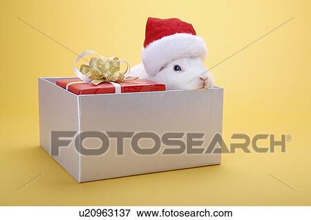 Stock Photo - A wrapped gift and a rabbit with Santa hat in a box. Fotosearch