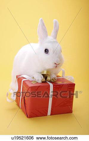 Stock Photograph - Close-up of a rabbit on the wrapped present. Fotosearch
