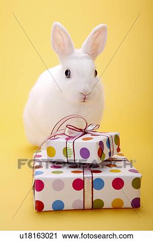 Close-up of a rabbit with two wrapped presents View Large Photo Image Stock Image - Close-up of a rabbit with two wrapped presents. Fotosearch