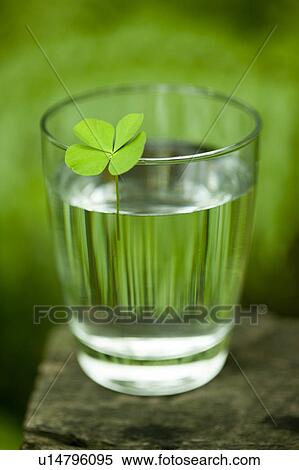 A four leaf clover on a glass of water View Large Photo Image Stock Photography - A four leaf clover on a glass of water. Fotosearch