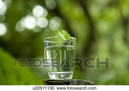 Close-up a four leaf clover in a glass of water View Large Photo Image Stock Image - Close-up a four leaf clover in a glass of water. Fotosearch