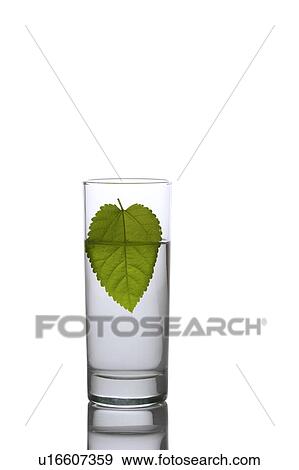 Close-up of a green leaf in a glass of water View Large Photo Image Stock Photo - Close-up of a green leaf in a glass of water. Fotosearch