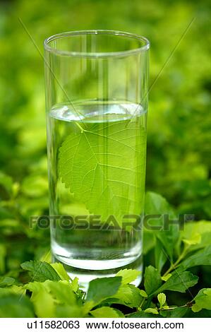 Close-up of a leaf in a glass of water View Large Photo Image Stock Image - Close-up of a leaf in a glass of water. Fotosearch