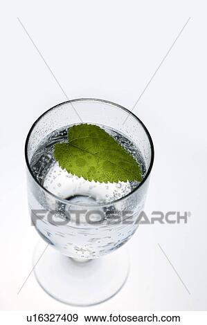 Stock Photo - Close-up of a leaf in a wineglass of water. Fotosearch