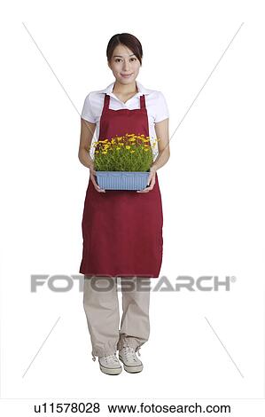 Young woman holding a potted plant for gardening and looking at the camera View Large Photo Image Stock Photo - Young woman holding a potted plant for gardening and looking at the camera. Fotosearch