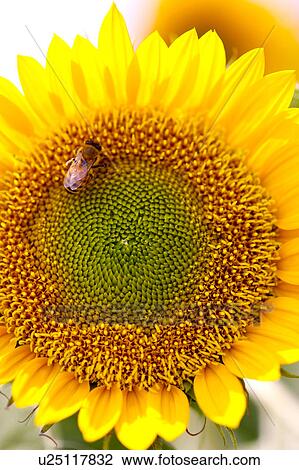 A bee on sunflower, close-up View Large Photo Image Stock Image - A bee on sunflower, close-up. Fotosearch
