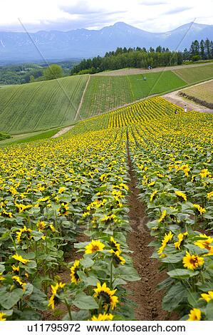 Stock Image - Field of sunflowers. Fotosearch