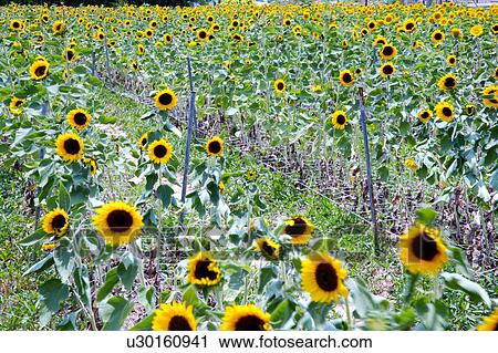 Field of sunflowers View Large Photo Image Stock Image - Field of sunflowers. Fotosearch