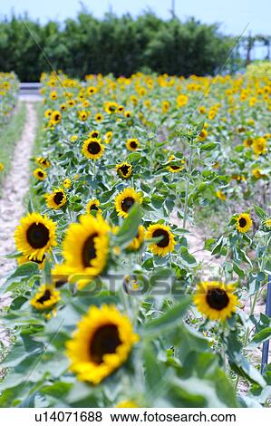Stock Photo - Field of sunflowers. Fotosearch
