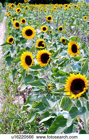 Stock Photograph - Field of sunflowers. Fotosearch