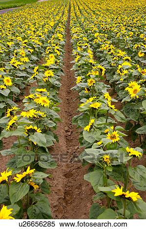 Stock Photography - Field of sunflowers. Fotosearch