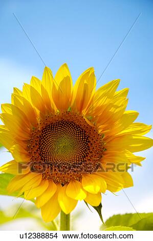 Sunflower, close-up View Large Photo Image Picture - Sunflower, close-up. Fotosearch