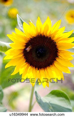 Picture - Sunflower, close-up. Fotosearch
