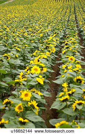 Sunflower, close-up View Large Photo Image Picture - Sunflower, close-up. Fotosearch