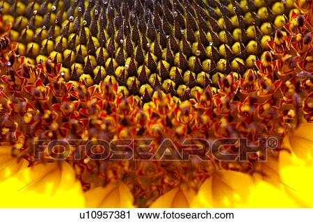 Sunflower, close-up View Large Photo Image Stock Image - Sunflower, close-up. Fotosearch