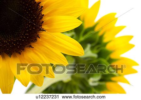 Sunflower, close-up View Large Photo Image Stock Image - Sunflower, close-up. Fotosearch