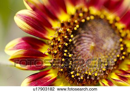 Sunflower, close-up View Large Photo Image Stock Image - Sunflower, close-up. Fotosearch